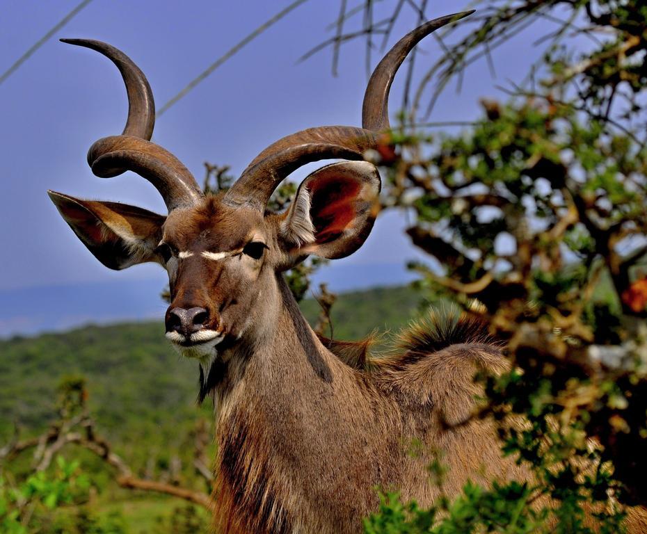 Umlambo River Lodge Kirkwood Экстерьер фото
